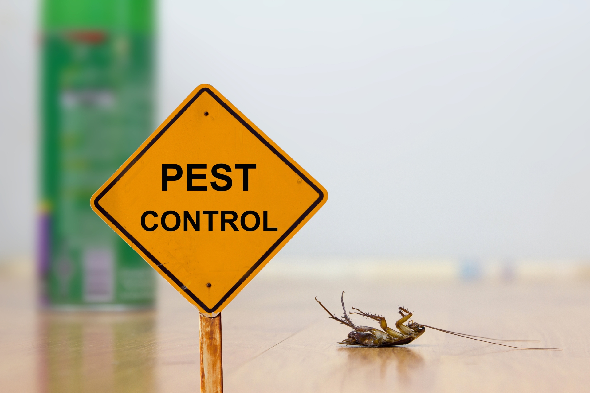 24 Hour Pest Control, Pest Control in Ladbroke Grove, North Kensington, W10. Call Now 020 8166 9746