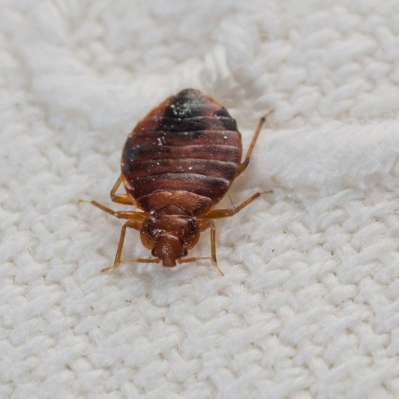 Bed Bugs, Pest Control in Ladbroke Grove, North Kensington, W10. Call Now! 020 8166 9746