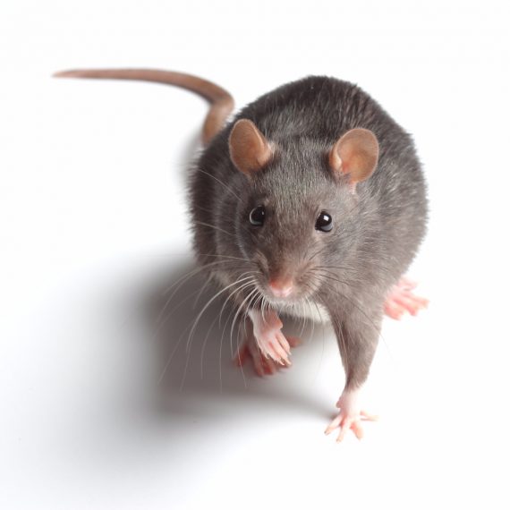 Rats, Pest Control in Ladbroke Grove, North Kensington, W10. Call Now! 020 8166 9746