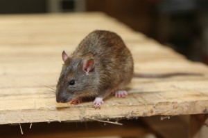 Rodent Control, Pest Control in Ladbroke Grove, North Kensington, W10. Call Now 020 8166 9746