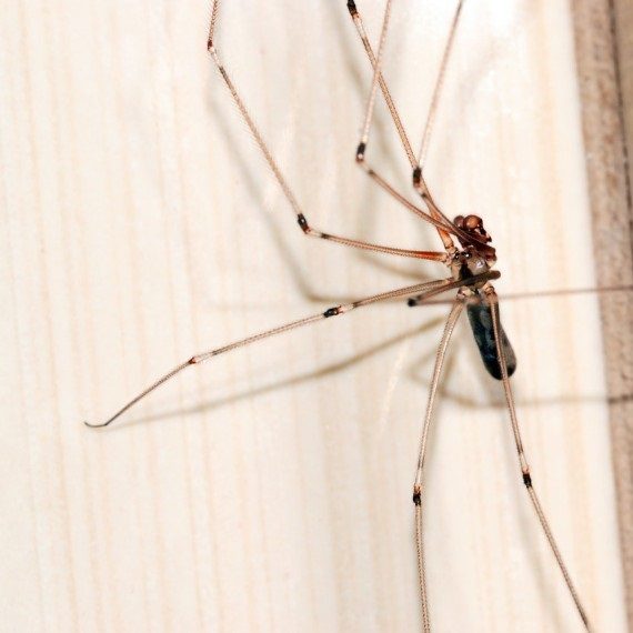 Spiders, Pest Control in Ladbroke Grove, North Kensington, W10. Call Now! 020 8166 9746