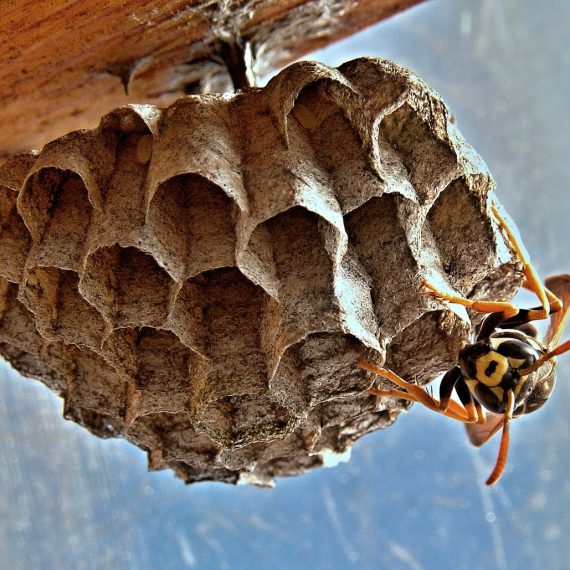 Wasps Nest, Pest Control in Ladbroke Grove, North Kensington, W10. Call Now! 020 8166 9746